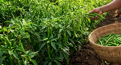 Green Chilli