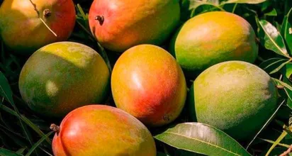 Alphonso Mango