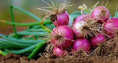 Red Onion