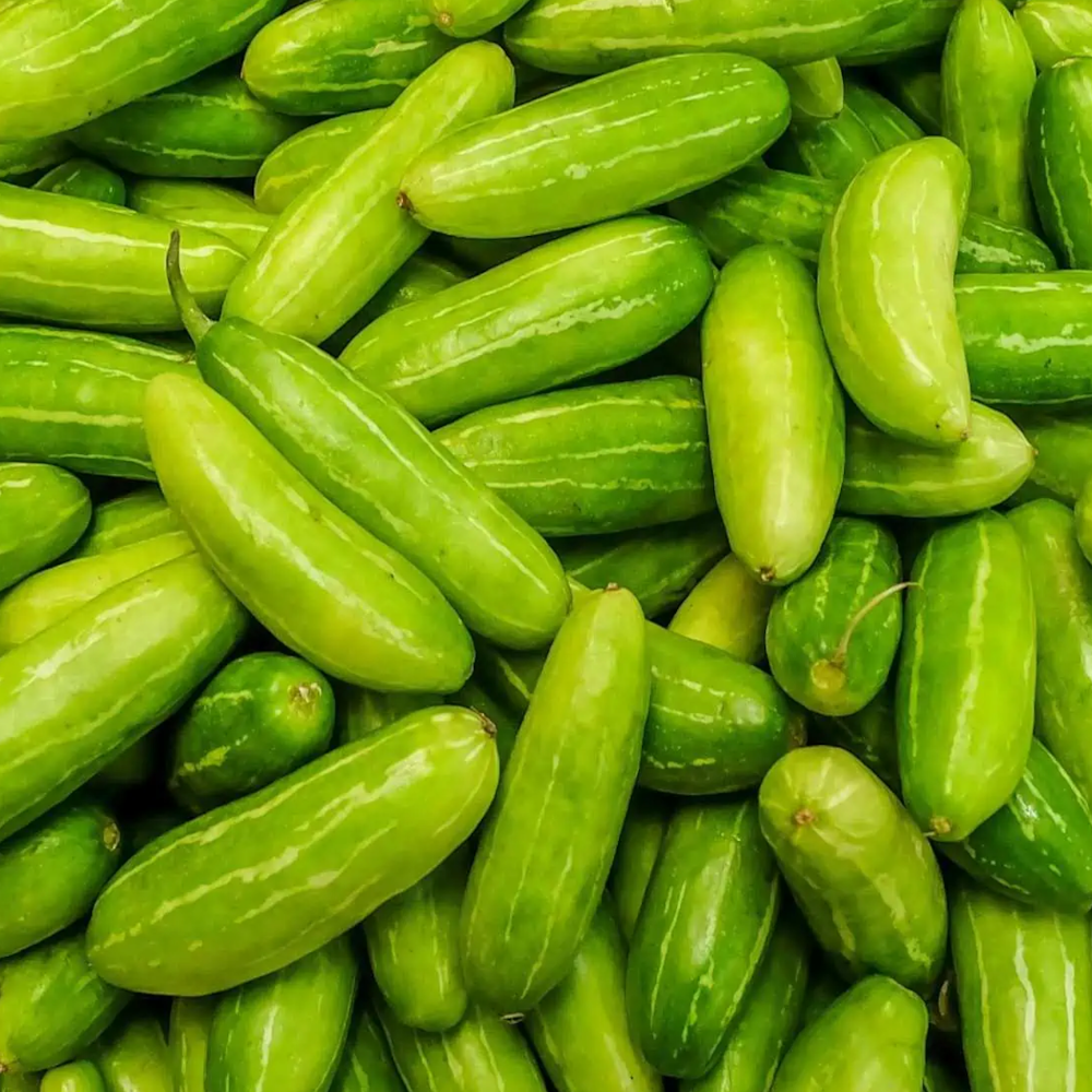 Fresh Tindora (Kovakkai, Dondakaya, Kovakka) – 1 Pack