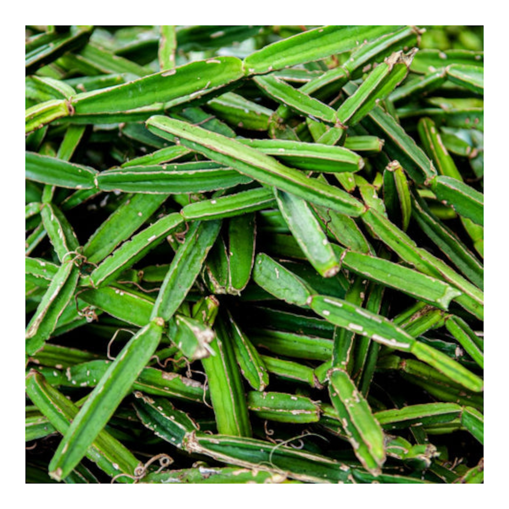 Fresh Veldt Grape (Adamant Creeper, Pirandai, Nalleru) – Pack