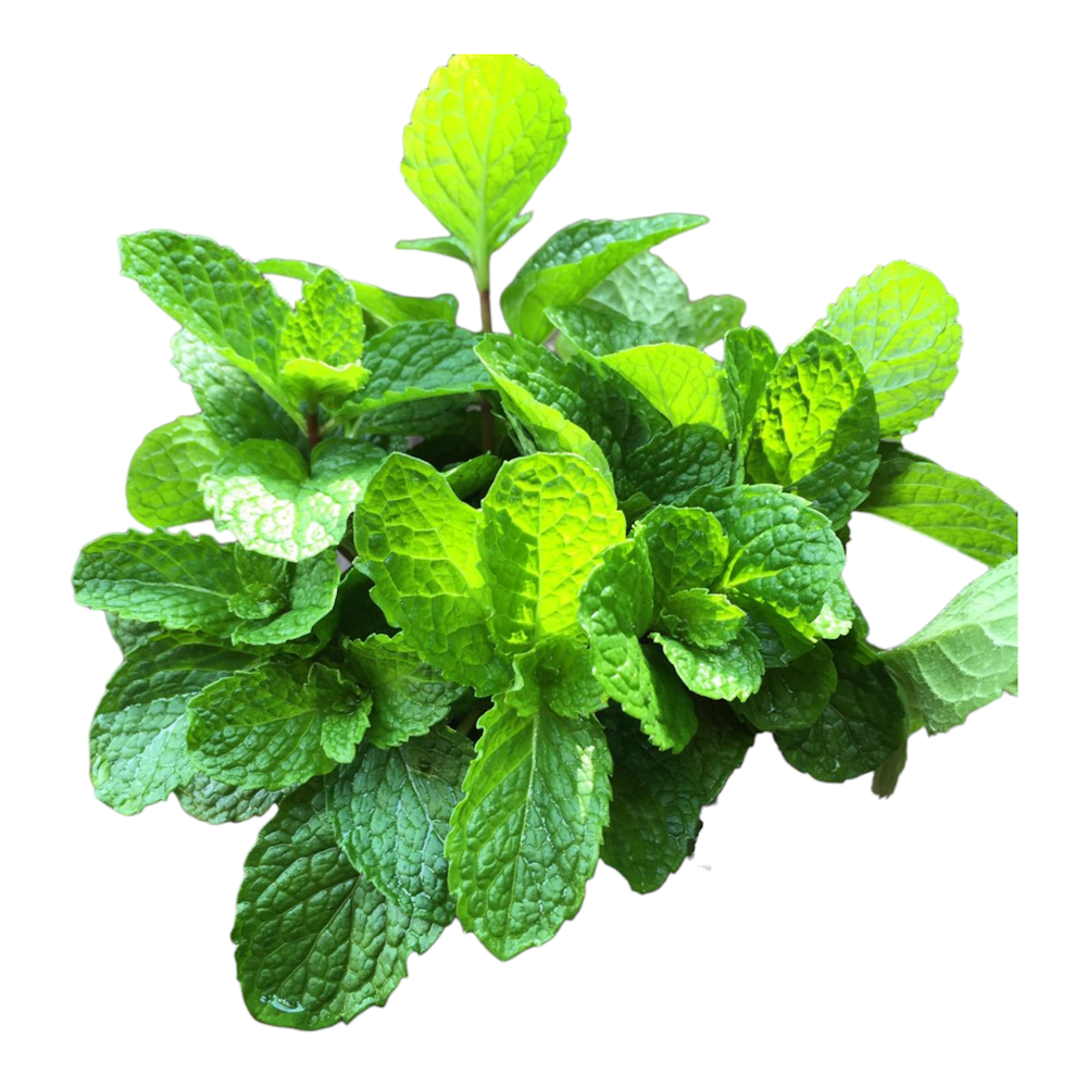 Fresh Mint Leaves (Pudina, Pudina Pattha) – 1 Pack