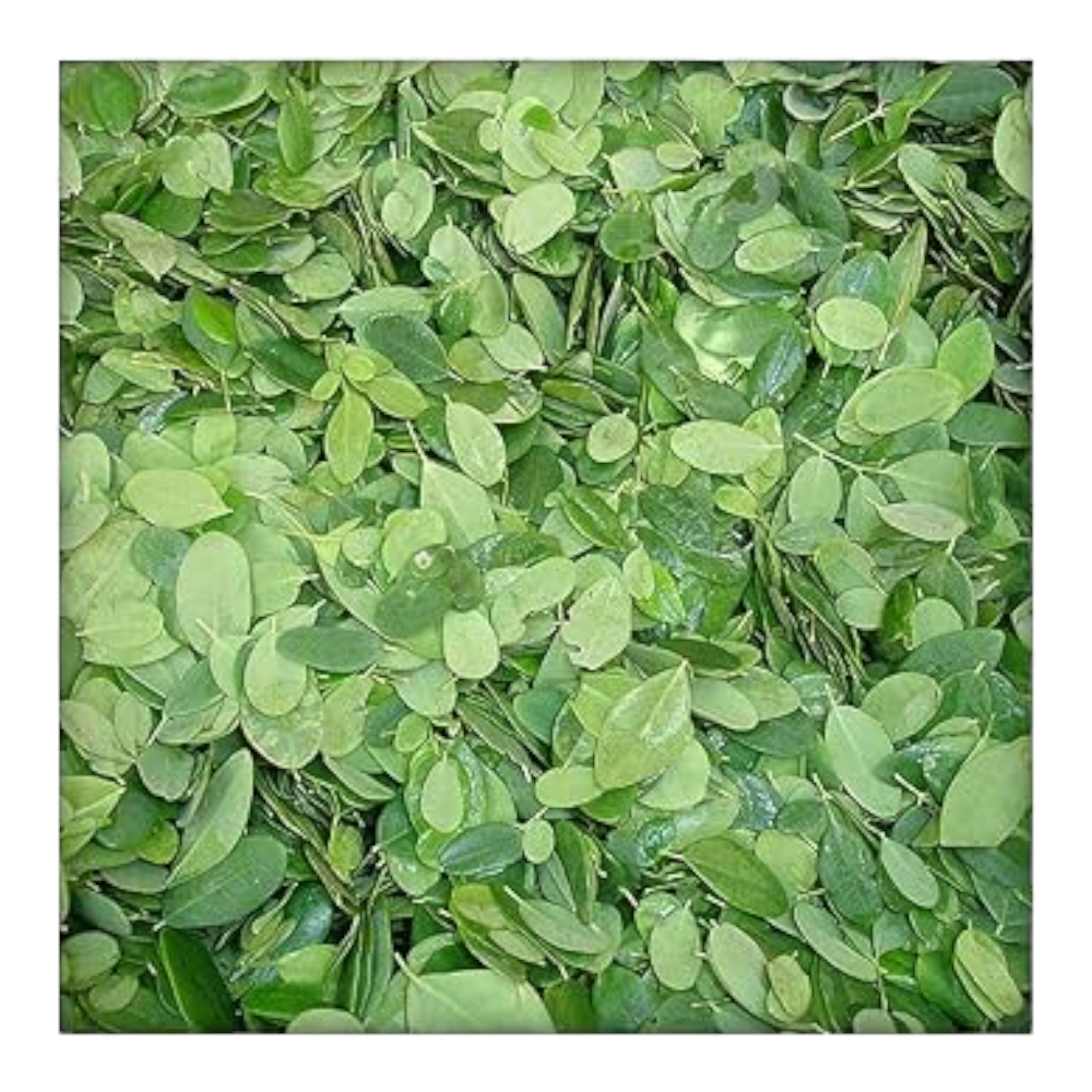 Fresh Drumstick leaves (Murungai Keerai, Munaga Koora, Muringa) – 1 Pack