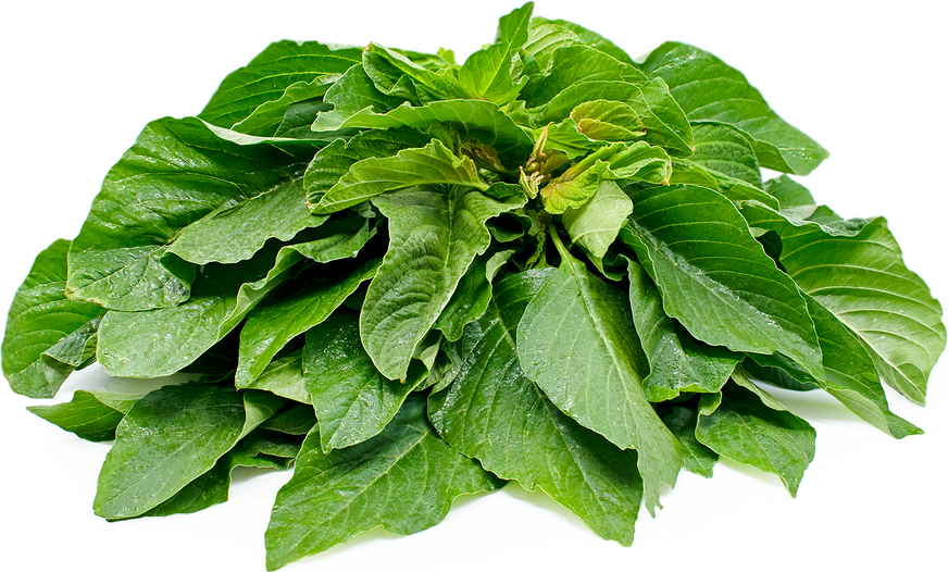 Amaranth leaves, Mulai Keerai, Totakura, Cheera, Chaulai - PK