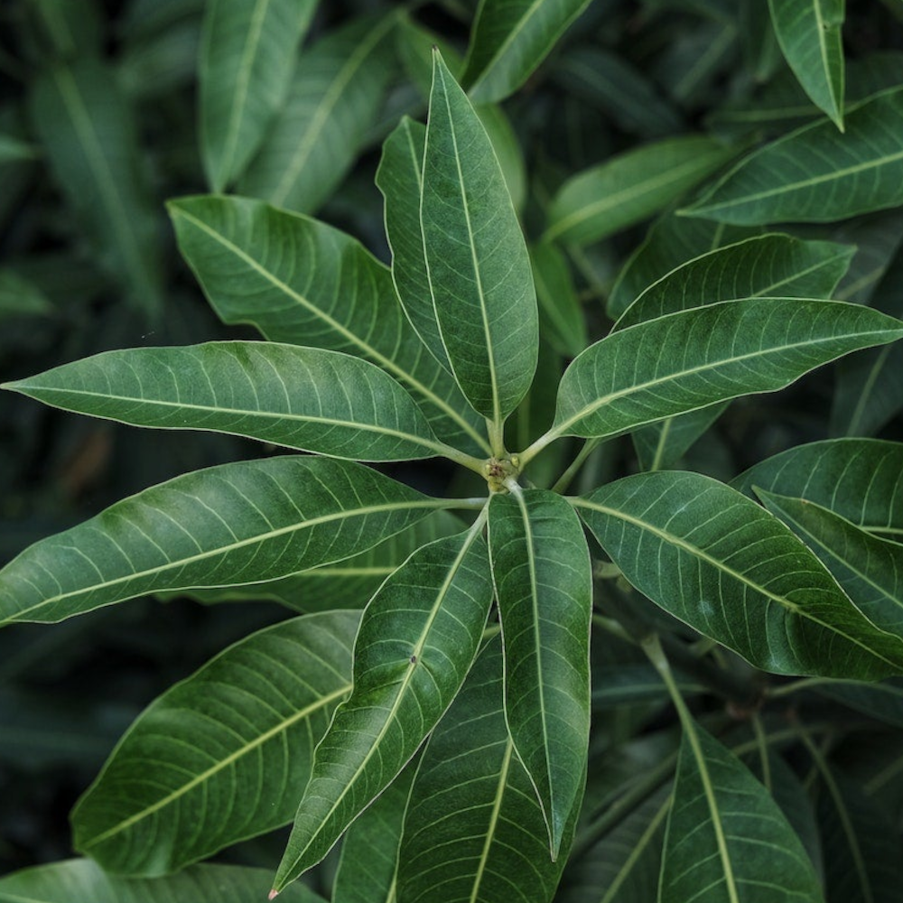 Mango Leaves Fresh (Maa Ilai, Mamidi Aaku, Mavu Poovu) – 1 Pack