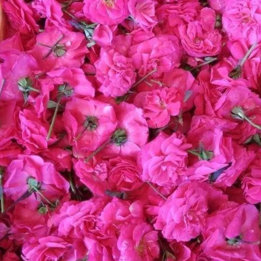Fresh Panneer Roses (Temple Roses) | Fresh Puja Flowers