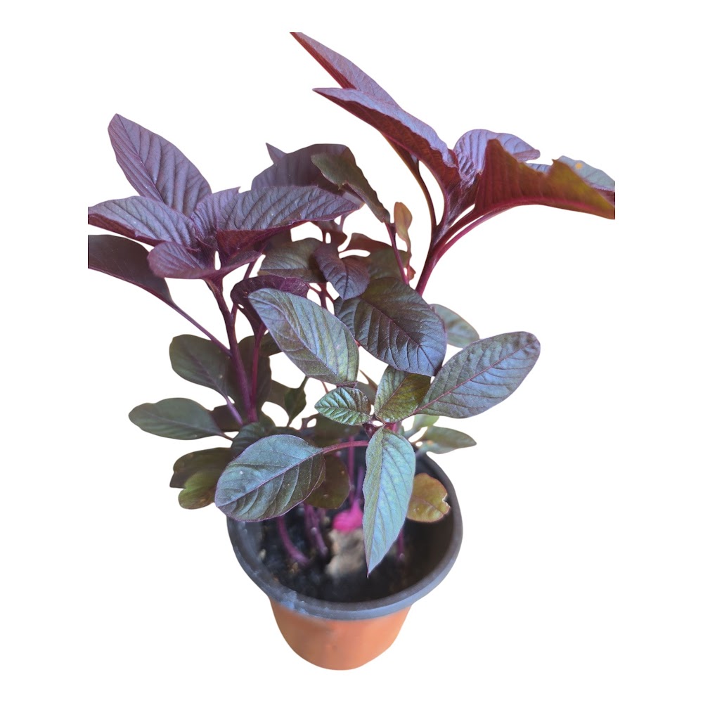 Red Amaranth Plant (Arai Keerai / Thandu Keerai) | Sacred Puja Essential