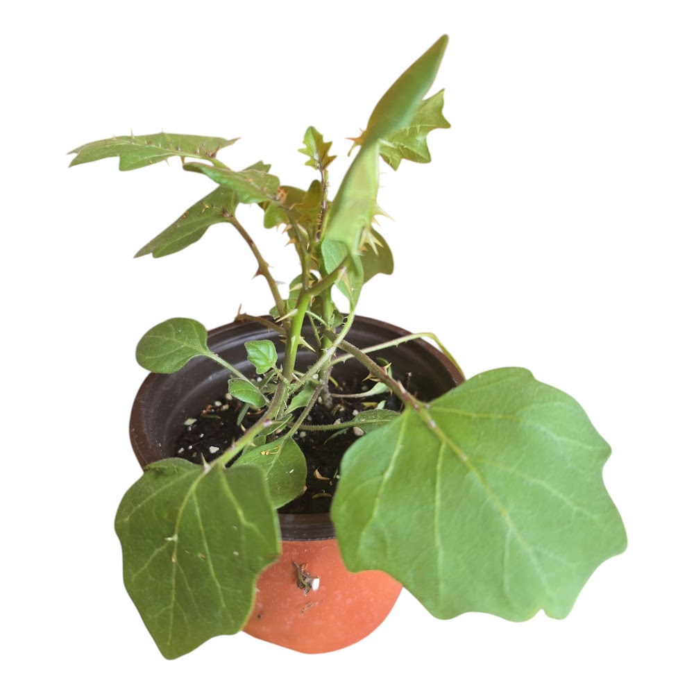 Thuthuvalai Plant (Solanum Trilobatum)