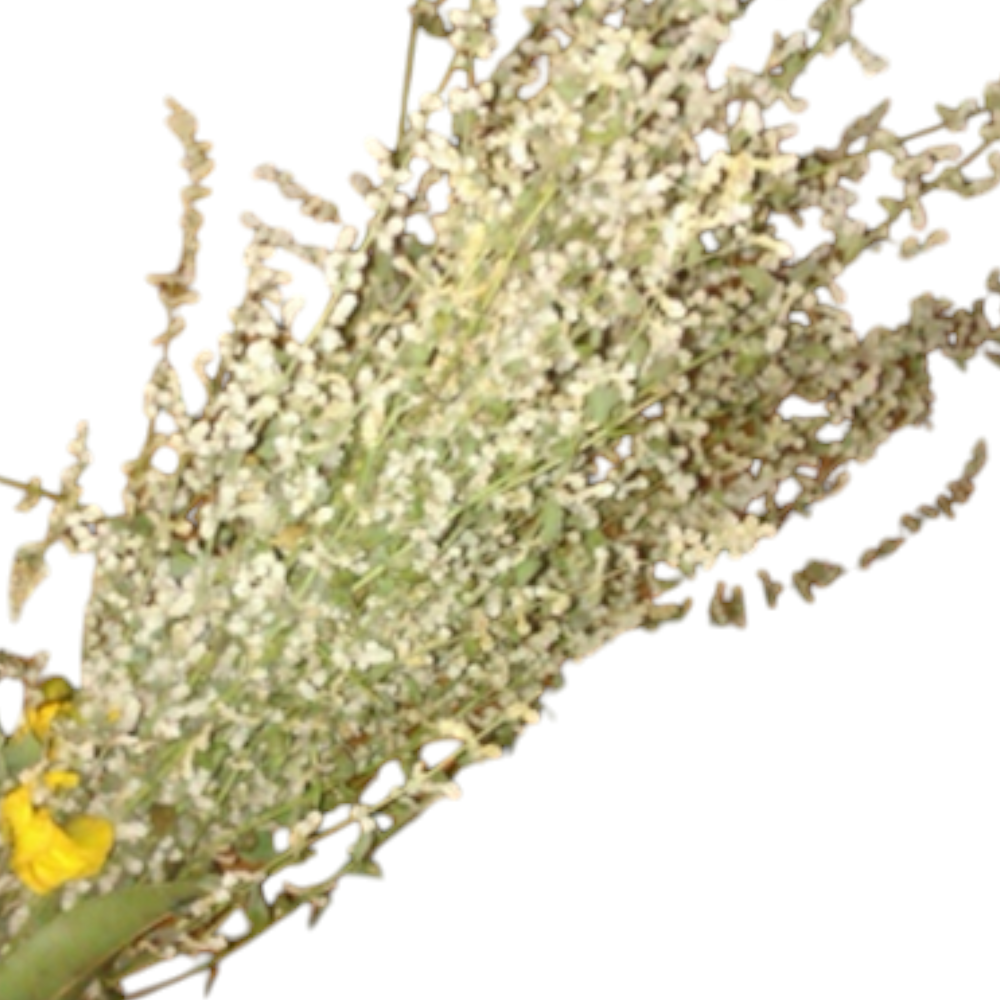 Mountain Knot Grass Plant (Korai Poo) – 1 Bunch | Sacred Puja Essential