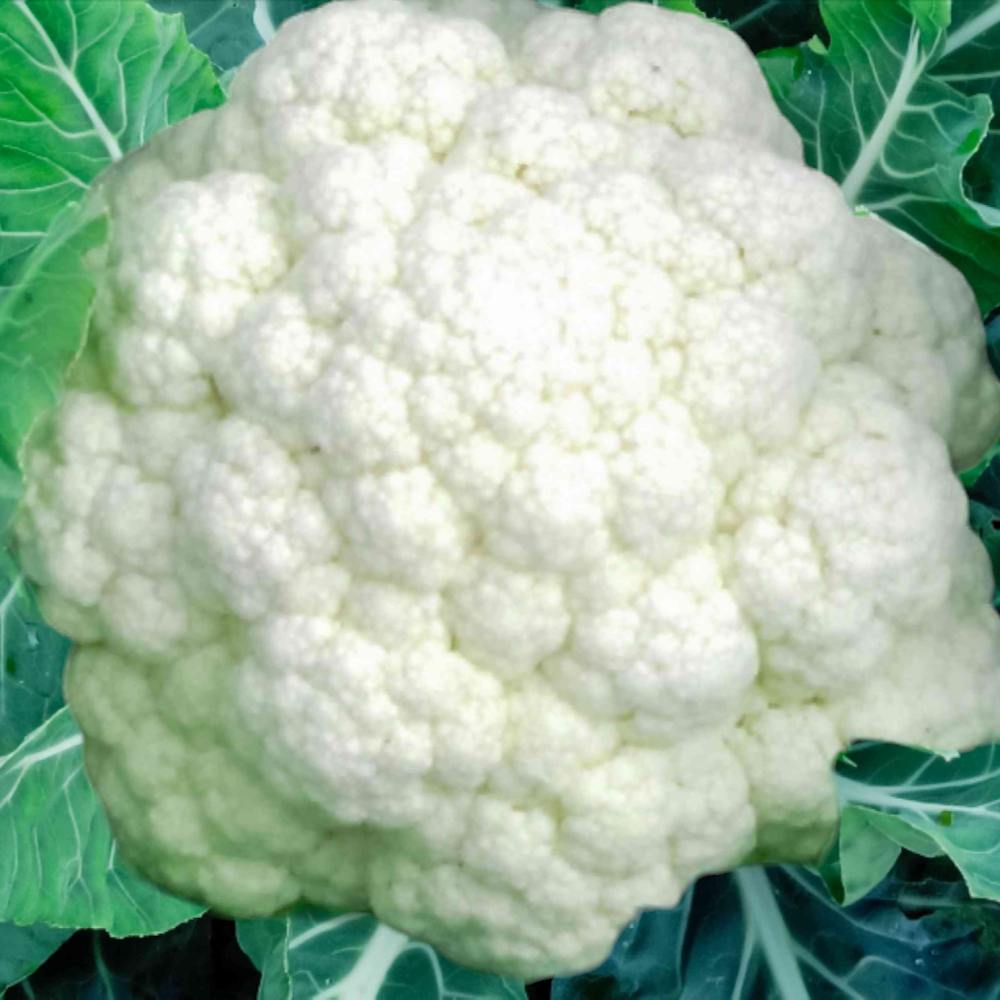 Fresh Cauliflower (Kosu kirai, Gobi, Koliflavar) – 1 Each