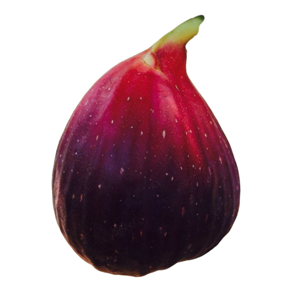 Fresh Fig (Attip palam, Atti pandu, Attippalam) – 1 Pack