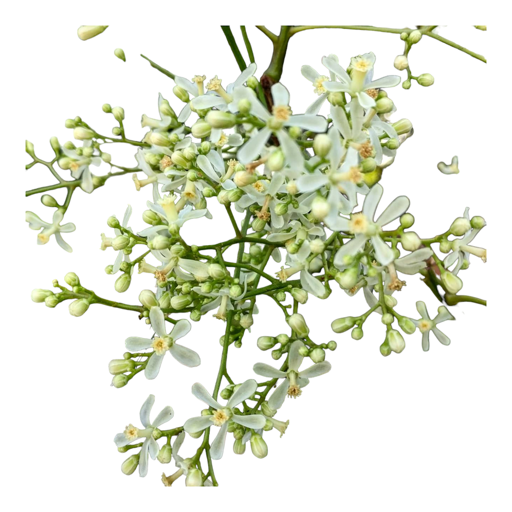 Fresh Neem Flower | Fresh Puja Flowers