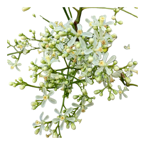 Fresh Neem Flower | Fresh Puja Flowers