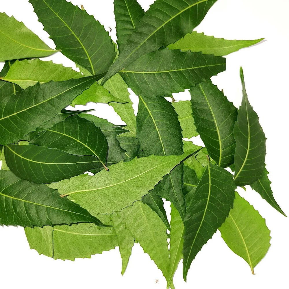 Fresh Neem Leaves (Vembu Ilai, Veppilai, Neem Patte - Small Box)