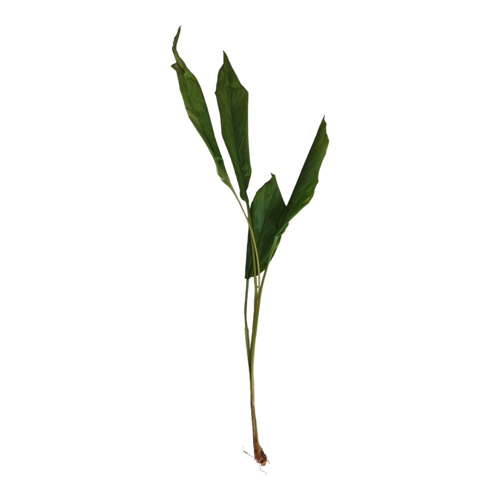 Turmeric Plant – 1 Each | Sacred Puja Essential