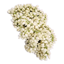 Fresh Jasmine Flower String in Canada | Malligai Poo | Fresh Puja Flowers